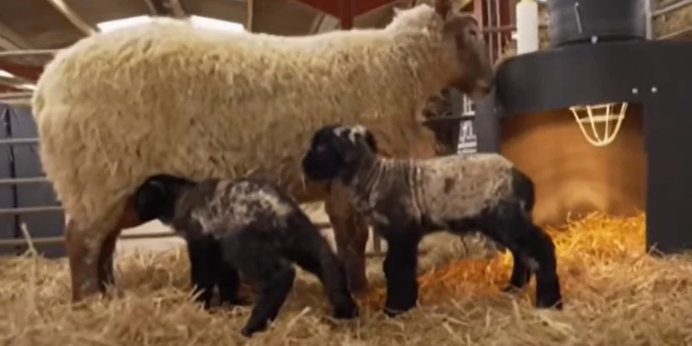 Fiona ar piedzimušajiem dvīņiem (ekrānuzņēmums no video)