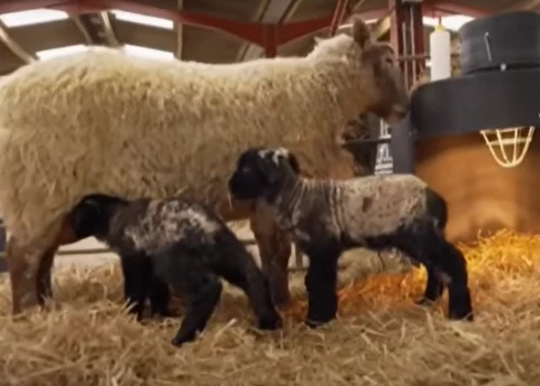 Fiona ar piedzimušajiem dvīņiem (ekrānuzņēmums no video)