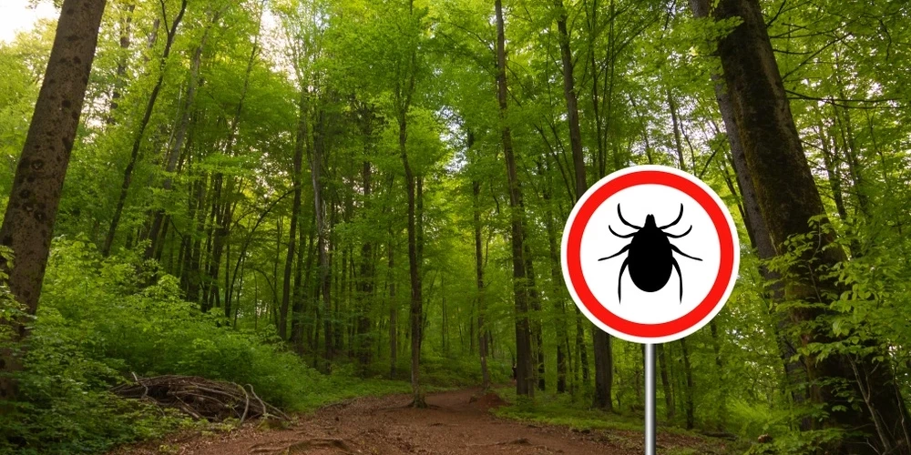 Латвийские леса полны клещей.