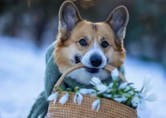 Skaisti plāni padarīs šo nedēļu īpašu - horoskops visām zodiaka zīmēm no 23.02. līdz 1.03.