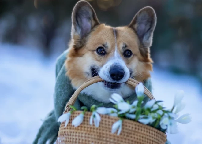 Skaisti plāni padarīs šo nedēļu īpašu - horoskops visām zodiaka zīmēm no 23.02. līdz 1.03.