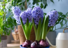 Šonedēļ populārākie vārdi – Diāna, Ivars un Evelīna