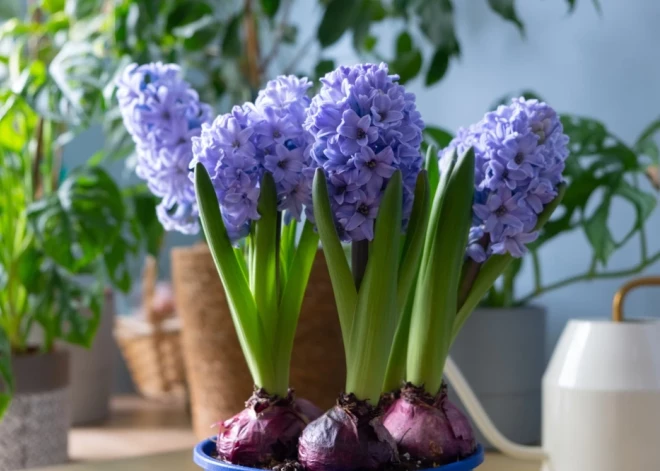 Šonedēļ populārākie vārdi – Diāna, Ivars un Evelīna