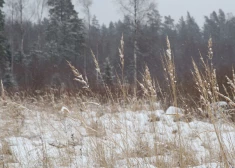 Сегодня местами высота снежного покрова увеличится на 2-4 см