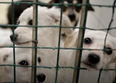 Tumsā, badā un aukstumā: Jūrmalā kādai sievietei atsavina 25 šausmīgos apstākļos turētus suņus. VIDEO