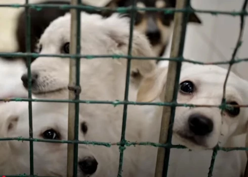 В настоящее время собакам оказывается необходимая помощь.