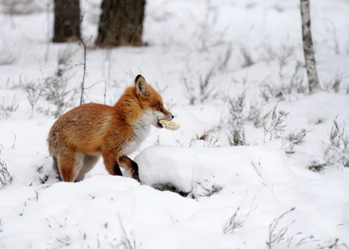 Lapsa Ādažu militārajā bāzē.