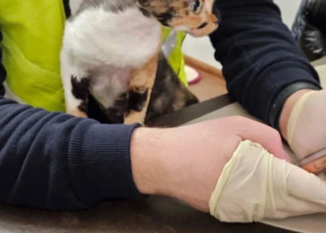 Государственная полиция Латвии в сотрудничестве с зарубежными правоохранительными органами пресекла деятельность крупной организованной преступной сети в украинском городе Днипро.