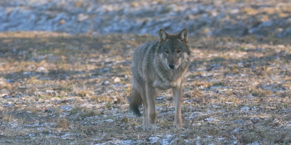 Valmieras novadā pēc medību sezonas beigām izsniegta vilku medību papildu atļauja.