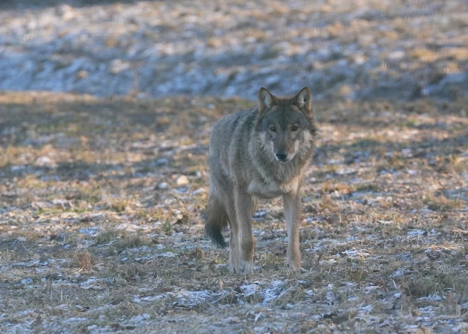 Vilku radītā apdraudējuma dēļ Valmieras novadā izsniegta papildu medību atļauja