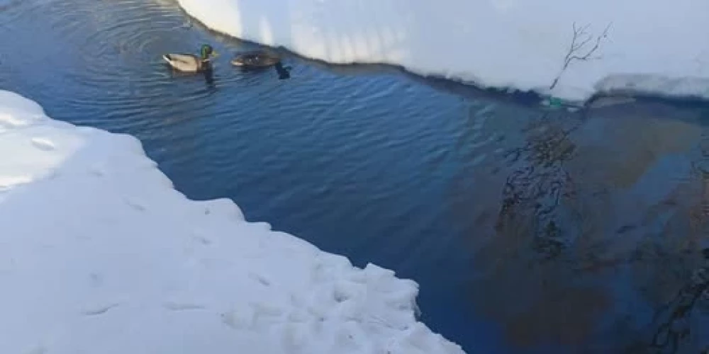 Šāds skats novērots Arkādijas parkā.