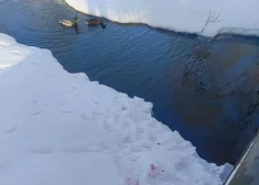 Asiņainas pēdas Arkādijas parkā: kas plosa piebarotās pīles?