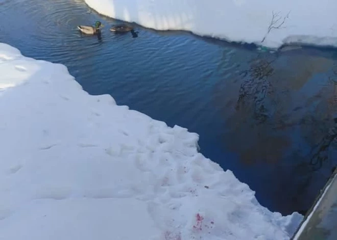 Asiņainas pēdas Arkādijas parkā: kas plosa piebarotās pīles?