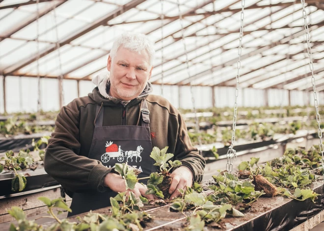 Ягодники предупреждают: в этом году клубника в Латвии появится позже обычного