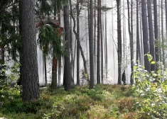 Не рубите сгоряча: Латвия не может найти баланс между лесом и деньгами