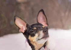 Trešdien mūs lutinās saule