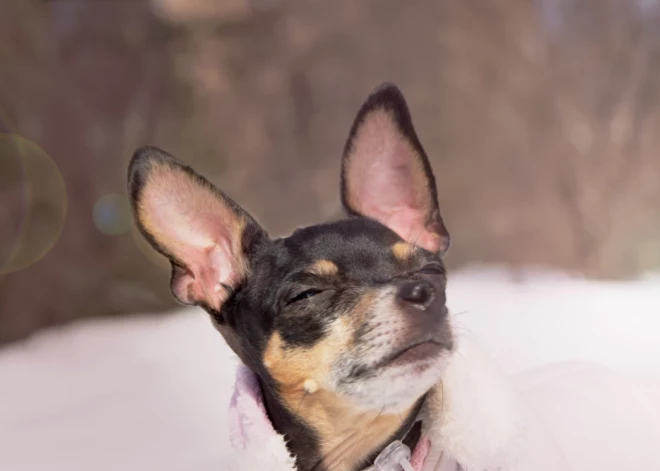 Trešdien mūs lutinās saule