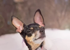 Циклон уходит: среда в Латвии начнется со снега, а закончится ясным небом и солнцем