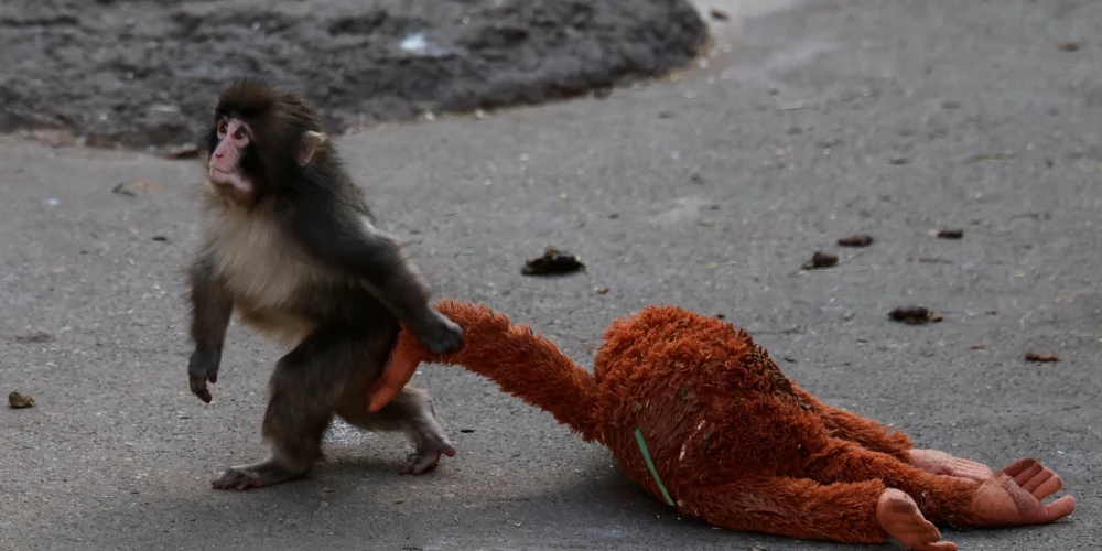 Pērtiķīša Panča stāsts ir aizkustinājis miljonus.