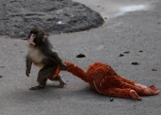 Traģiskā patiesība par slaveno pērtiķēnu: zinātnieki skaidro, kāpēc Pančam tik grūti atrast vietu barā