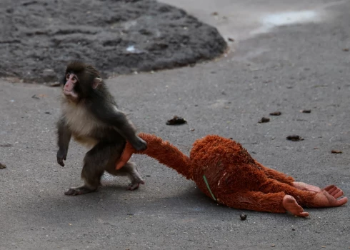 Pērtiķīša Panča stāsts ir aizkustinājis miljonus.