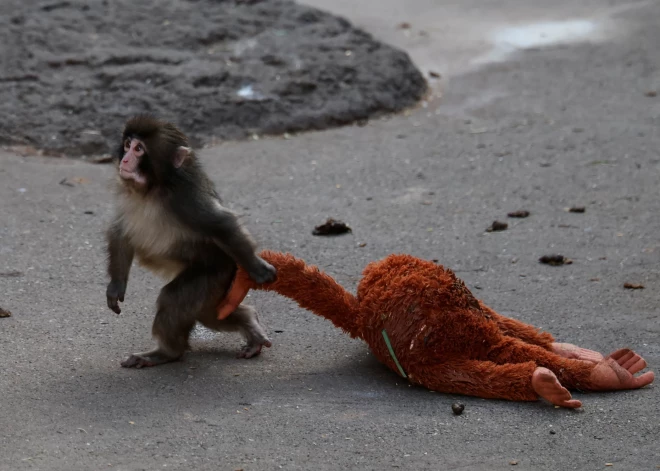 Traģiskā patiesība par slaveno pērtiķēnu: zinātnieki skaidro, kāpēc Pančam tik grūti atrast vietu barā