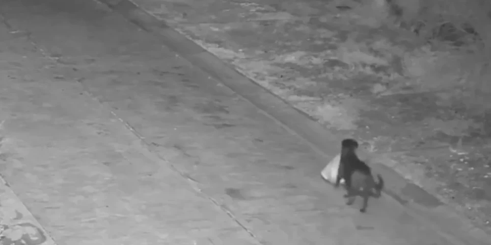 Saimnieks apmācījis suni kļūt par "noziedznieku" (ekrānuzņēmums no video)