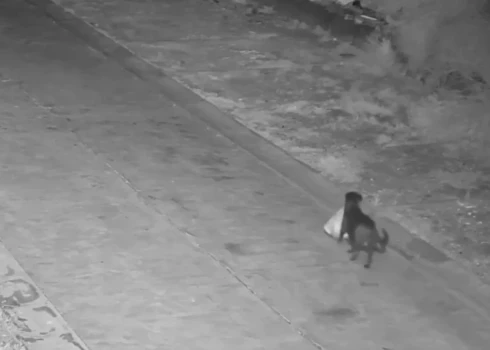 Saimnieks apmācījis suni kļūt par "noziedznieku" (ekrānuzņēmums no video)