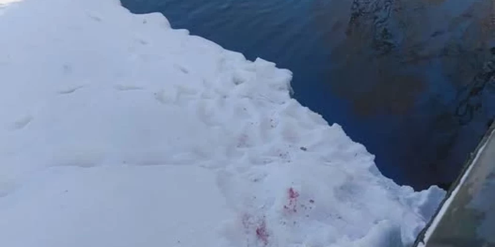 Такую картину увидел житель в парке Аркадия.