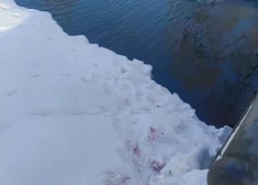 Кровавые следы в парке Аркадия: кто-то нападает на прикормленных уток