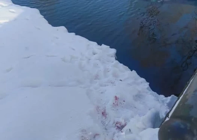 Кровавые следы в парке Аркадия: кто-то нападает на прикормленных уток