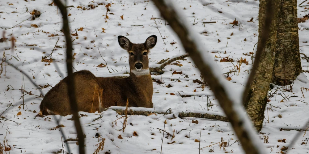 Ilustratīvs attēls.