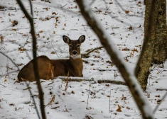 Valsts meža dienests: var sākties stirnu bojāeja