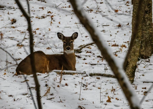 Ilustratīvs attēls.