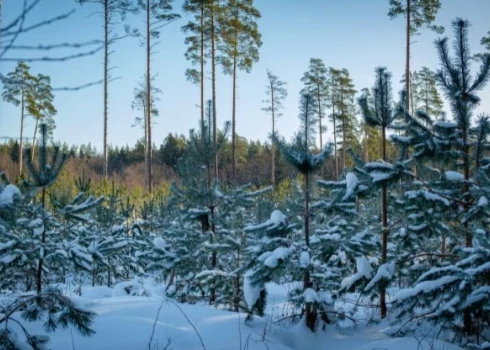 “Latvijas valsts meži” 2025. gadu noslēdz ar izciliem darbības rādītājiem. 