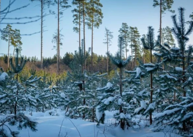 Optimizējot uzņēmuma darbību, “Latvijas valsts meži” 2025. gadu noslēdz ar izciliem darbības rādītājiem