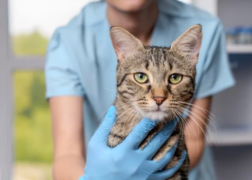 Ветклиники фиксируют рост сложных обследований животных - вместе с ними растут и счета.