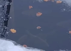 Vai ziemā zivis dīķos slāpst? Dabas aizsardzības pārvalde skaidro kā rīkoties, lai tām palīdzētu
