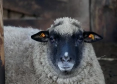 Рижанам сообщили о новых местах для голосования на выборах в Сейм: участок появится в том числе в зоопарке