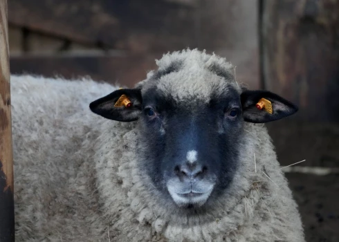В Рижском зоопарке откроют избирательный участок.