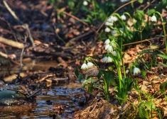Kā savā dārzā ieaudzēt pavasara zvaniņus - piena pulkstenītes