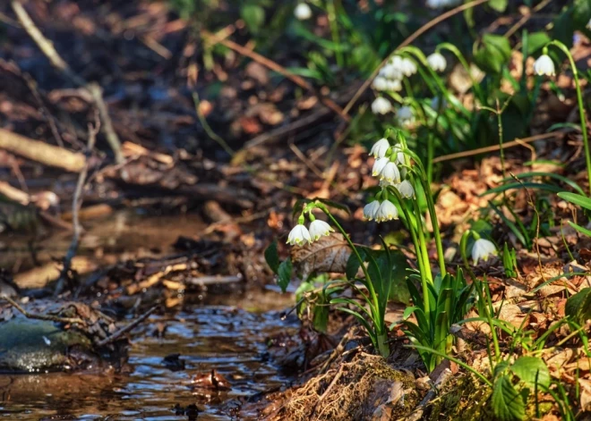 Kā savā dārzā ieaudzēt pavasara zvaniņus - piena pulkstenītes