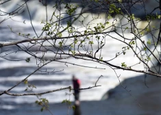 Sestdien Latvijā gaisa temperatūra paaugstināsies jau krietni virs nulles