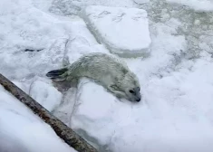 "Šis gan būtu jāglābj..." sociālajos tīklos uzvirmo diskusijas par Ventspilī atrasto ronēnu. VIDEO