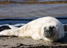 В Вентспилсе замечен первый в этом сезоне детеныш тюленя