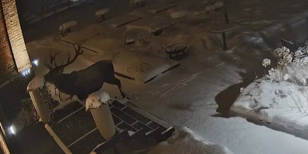 Briedis mielojas ar iestādītajiem zaļumiem.