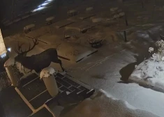 Līgatnes restorāns "Pavāru māja" pubicē video un atklāj, kurš teritorijā radījis nekārtību