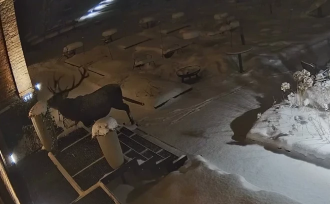 Briedis mielojas ar iestādītajiem zaļumiem.