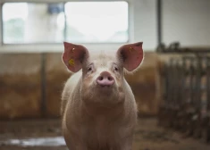 Spānija brīdina PVO: cūku gripas vīrusu var pārnēsāt no cilvēka uz cilvēku