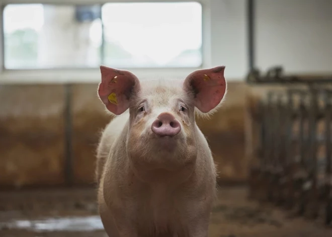 Spānija brīdina PVO: cūku gripas vīrusu var pārnēsāt no cilvēka uz cilvēku